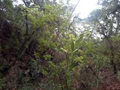Habenaria rosulifolia