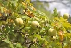 Eriolobus trilobatus