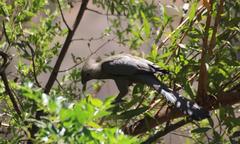 Corythaixoides concolor bechuanae