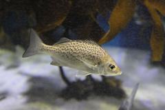 Pomadasys commersonnii