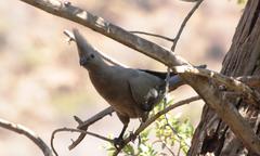 Corythaixoides concolor bechuanae