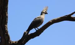 Corythaixoides concolor bechuanae
