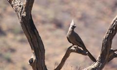 Corythaixoides concolor bechuanae
