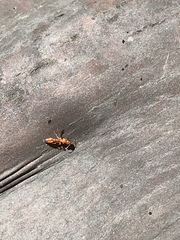 Pseudomyrmex apache
