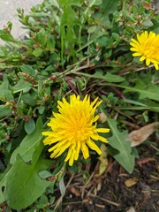 Taraxacum hybernum