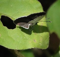 Neopithecops zalmora