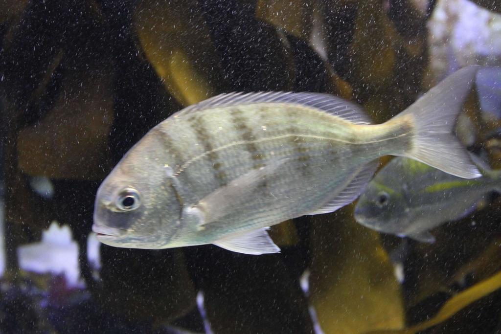 Go-Home-Fish