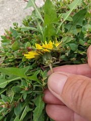 Taraxacum hybernum