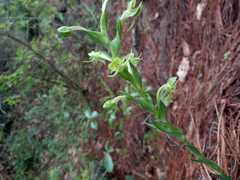 Habenaria rosulifolia