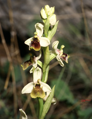 Ophrys bornmuelleri