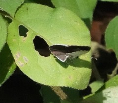 Neopithecops zalmora