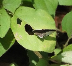 Neopithecops zalmora