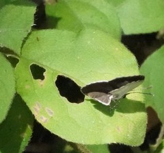 Neopithecops zalmora