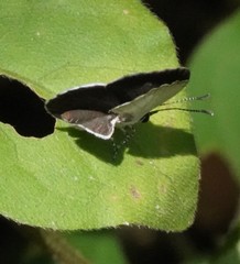 Neopithecops zalmora