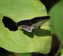 Neopithecops zalmora