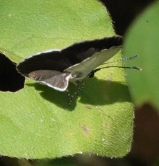 Neopithecops zalmora