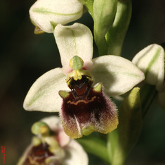 Ophrys bornmuelleri