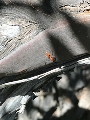 Pseudomyrmex apache