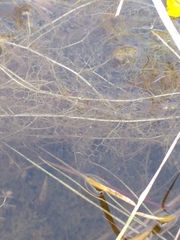 Utricularia australis
