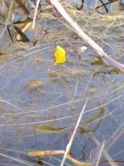 Utricularia australis