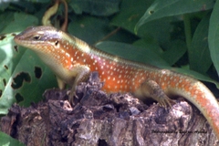 Trachylepis perrotetii