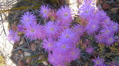 Lampranthus coralliflorus