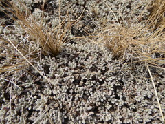 Eriogonum shockleyi
