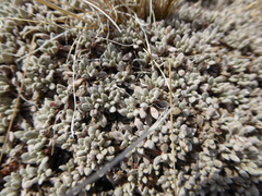Eriogonum shockleyi