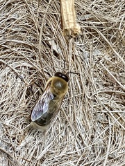 Apis mellifera