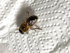 Apis mellifera