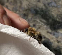 Apis mellifera