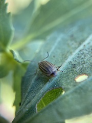 Ophraella notulata
