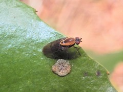 Allophylopsis