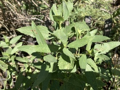 Ophraella notulata