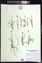 Carex norvegica