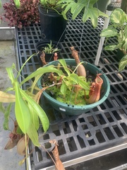 Nepenthes alata × ventricosa