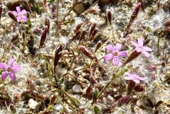 Silene sedoides