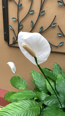 Spathiphyllum wallisii