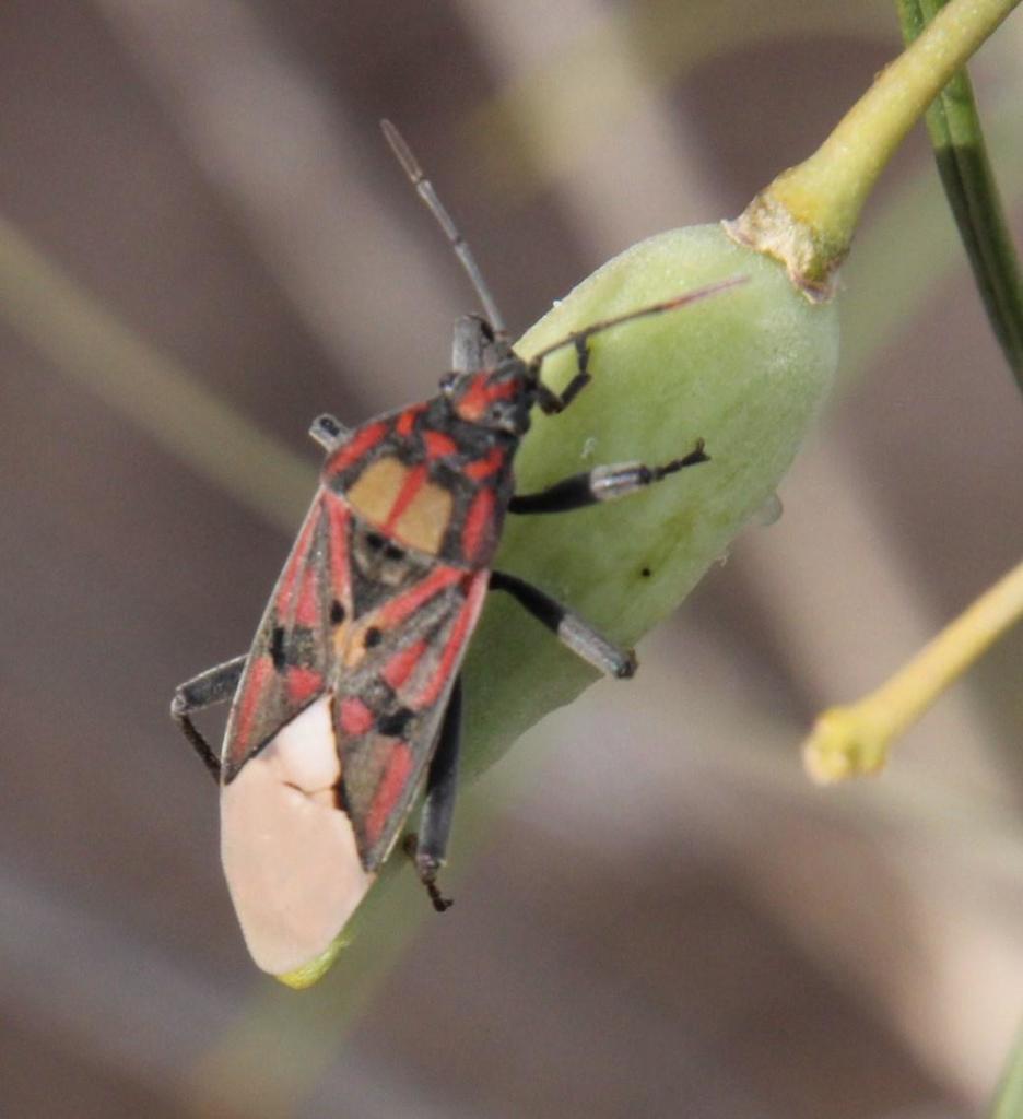 Spilostethus pandurus elegans
