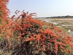 Combretum microphyllum