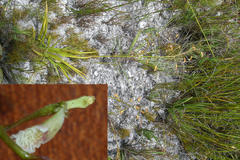Eulophia tristis