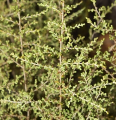Artemisia barrelieri