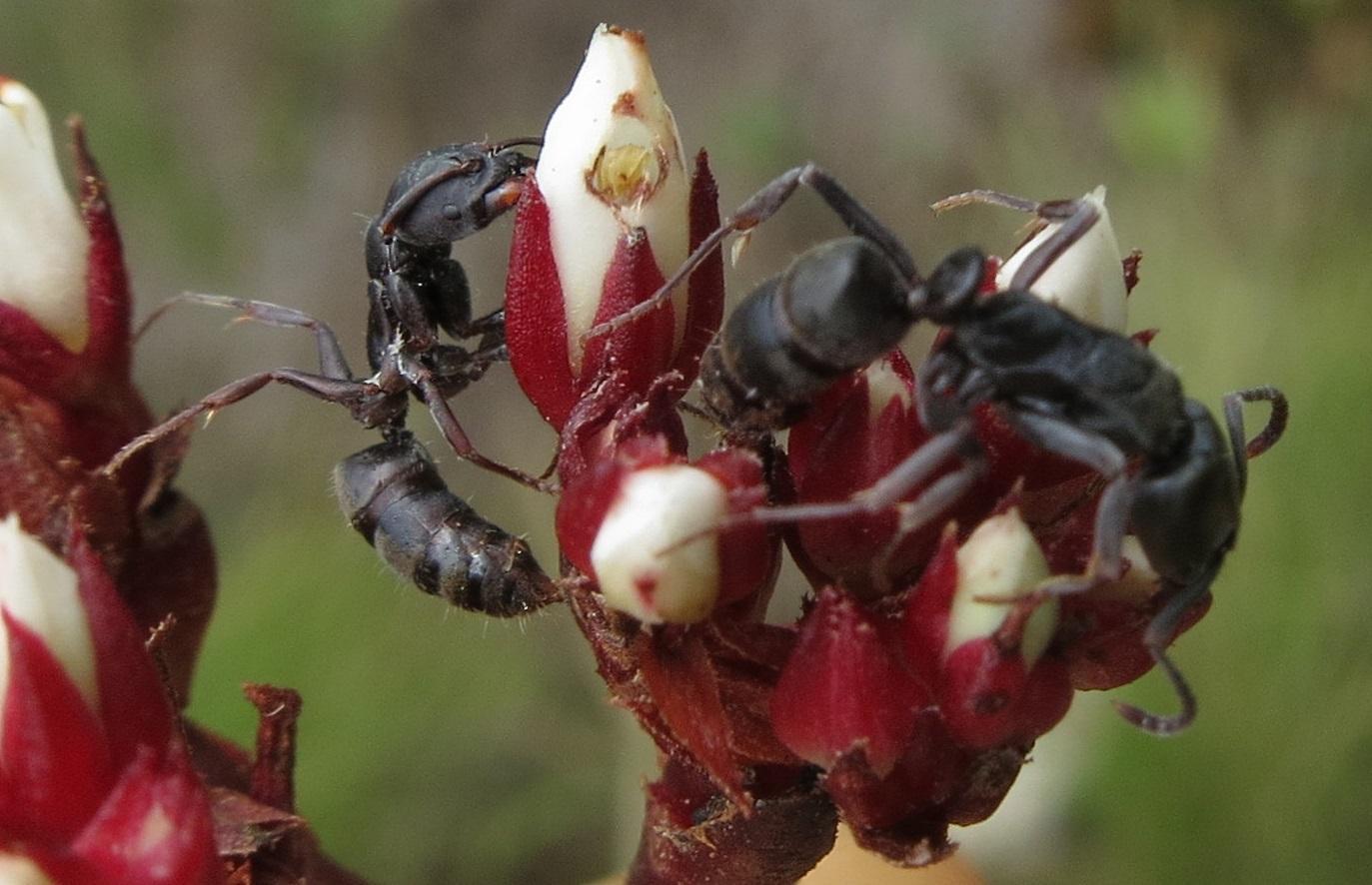 Mesoponera caffraria