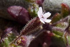 Silene sedoides