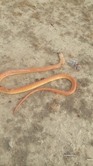 Naja arabica