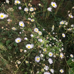 Erigeron annuus