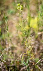 Aconitum volubile