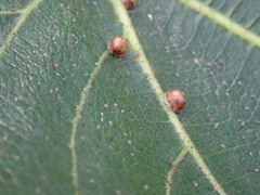 Ceroplastes rusci