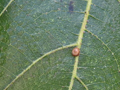 Ceroplastes rusci