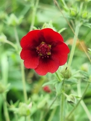 Potentilla thurberi